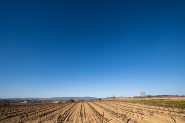 Vineyards in late autumn in the Penedes wine region where Cava is produced