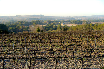 Fototapeta na wymiar Vineyards in late autumn in the Penedes wine region where Cava is produced