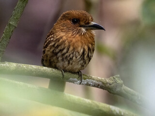 A small White-whiskered Puffbird, Malacoptila panamensis, sits on a thin branch. Costa Rica