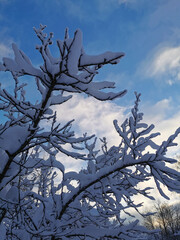 Snow-covered branches of a plum tree, on a frosty winter day