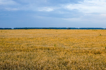 Yellow wheat field with blue sky. Beautiful landscape at sunrise. The sun illuminates the wheat field with orange rays