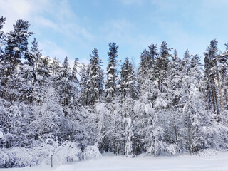 Fototapeta premium Snow-covered branches of trees and bushes, bent down under the weight of snow, on a frosty winter day