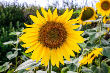 Obraz premium Sunflower natural background, sunflower blossom, sunflower oil improves skin health and promotes cell regeneration, Russia