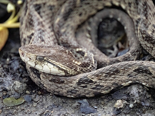 The venomous Fer-de-lance Bothrops asper, sits in the rainforest and lurks for food. Costa Rica