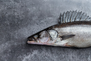 Zander river fish on grey concrete background