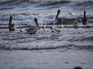 The birds are waiting for food from the Pacific Ocean at high tide. Costa Rica