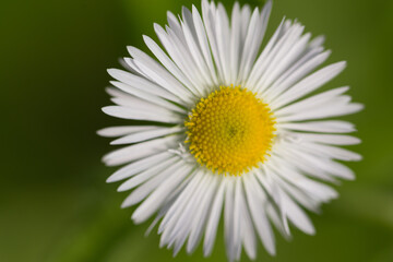 Obraz premium annual fleabane