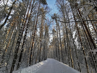 A forest road among tall snow-covered ship pines in the village on a clear, frosty winter day