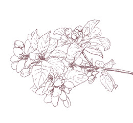 Hand drawn line art illustration of apple flowers in spring. Vector outline monochrome illustration for decorative spring background