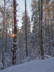 Snow-covered trunks and branches of trees - pines, firs, birches on a clear, frosty winter day