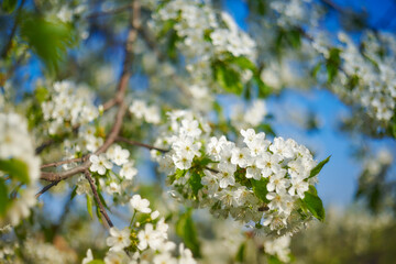White flowers on a spring tree. Selective focus of beautiful branches of Cherry blossoms on the tree under blue sky. Flora pattern texture. Natural spring background.