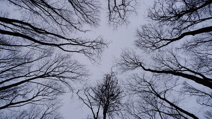 Bare trees against the sky