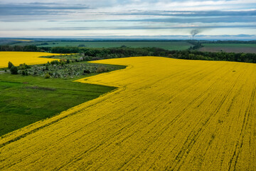 Aerial view of colorful rapeseed field in spring with blue sky. Concept, nature, fresh air, harvest