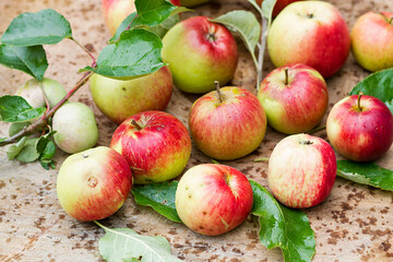 Red apples just picked from the tree