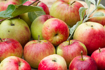 Red apples just picked from the tree