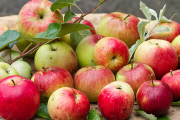 Red apples just picked from the tree