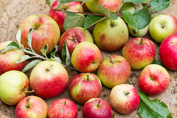 Red apples just picked from the tree