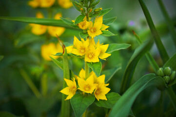 Close Up of yellow flowers on blurred green background with copy space. Background natural flora landscape. Selective focus.