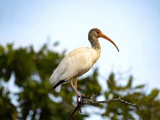 The White Ibis, Eudocimus albus, stands in a tangle of branch bushes, Costa Rica