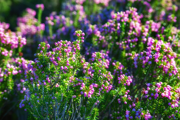 Blooming heather flowers