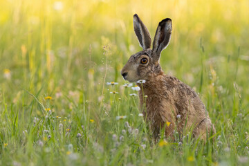 Single brown hare, lepus europaeus, sitting on a green meadow in summer nature. Wild mammal with long ears resting on in grass in springtime. Animal wildlife in vivid scenery with copy space.