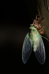 cicada