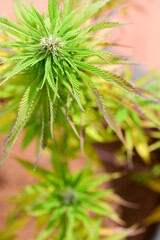 Vista de cerca de flores y hojas de una planta de marihuana (Cannabis)