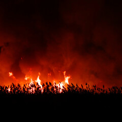 Fototapeta na wymiar Blurred view. Flames from a dry grass fire at night. Night fire in the field