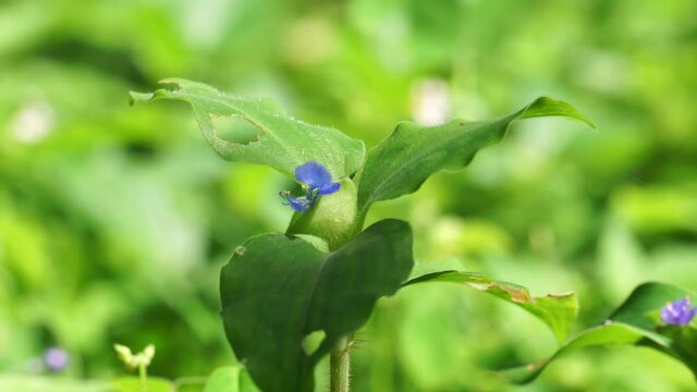 Commelina diffusa (also called climbing dayflower or spreading dayflower) with a natural background
