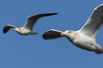 seagulls
