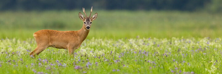 Panoramic view of roe deer, capreolus capreolus, buck standing on a blooming summer meadow with copy space. Male mammal with antlers looking into camera. - obrazy, fototapety, plakaty
