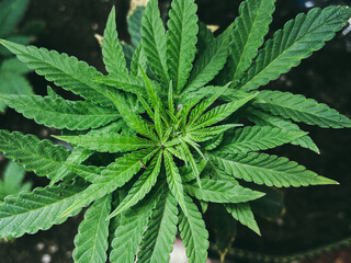 Close-up of Homegrown Cannabis Plant.