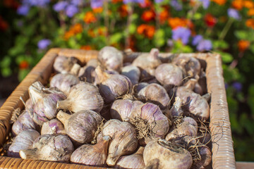 Ripe fresh healthy diet vegetarian food with vitamins. Garlic lies in a basket against a background of bright flowers in the garden. Harvesting season.