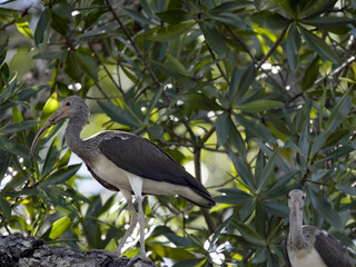 Obraz premium Ibis ssp. Osprey, hiding in the branches, Costa Rica