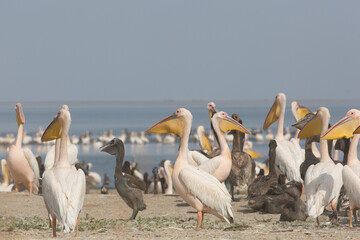 Pink pelicans with chicks on the shore of Lake Manich-Gudilo in Kalmykia, Russia