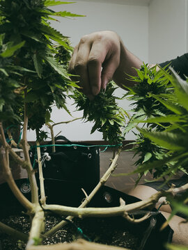 Farm Worker Deleafing Growth Cannabis Plants.