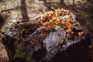 Many small mushrooms grow on a tree stump in the forest. Low point of view in nature landscape. Blurred nature background copy space. Park low focus depth. Ecology environment