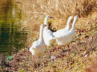 swan around the lake