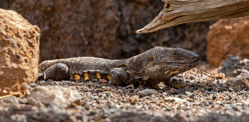 Close-up view of a Giant El Hierro Lizard (Gallotia simonyi)