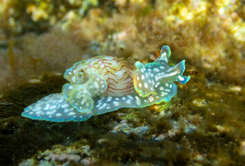 Close-up view of the sea snail Miniature Melo (Micromelo undatus) in shallow waters near La Maceta (El Hierro, Canary Islands) 