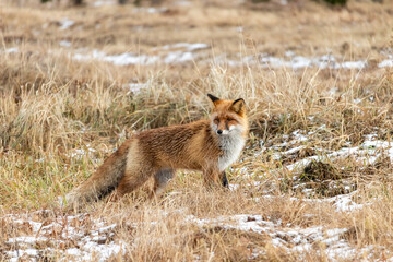 In a forested area, a wild fox walks freely on dry grass covered with snow