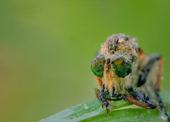 beautiful robberfly.
beautiful robberfly rainbow type