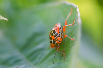 seven flapping insect
an insect that bothers farmers a lot because it eats young leaves