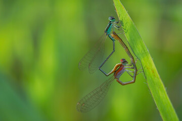 needle dragonfly,
Needle dragonflies are often found around ponds or rivers