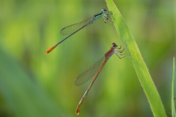 needle dragonfly,
Needle dragonflies are often found around ponds or rivers