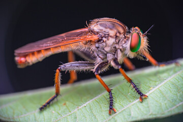 beautiful robberfly.
beautiful robberfly rainbow type