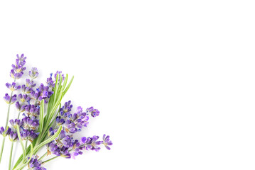 Fototapeta premium Aromatic Lavender flowers bundle on a white background. Isolated morning Lavender flowers close-up
