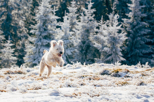 White and fluffy dog running happily in snow.