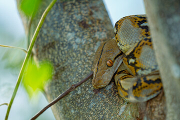rice field python
beautiful black and yellow striped rice field snake
