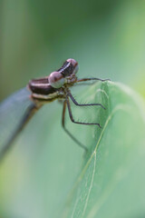 needle dragonfly,
Needle dragonflies are often found around ponds or rivers